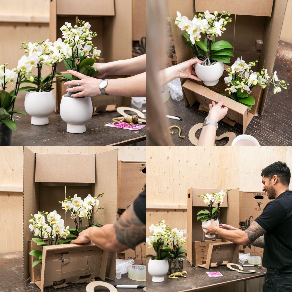 Orchideen Set Weiß im Schilfkorb mit Wassertank – 3 Phalaenopsis Orchidee 12cm + Tillandsie – Deko Orchideen Arrangement mit Bewässerungssystem für Wohnzimmer & Büro