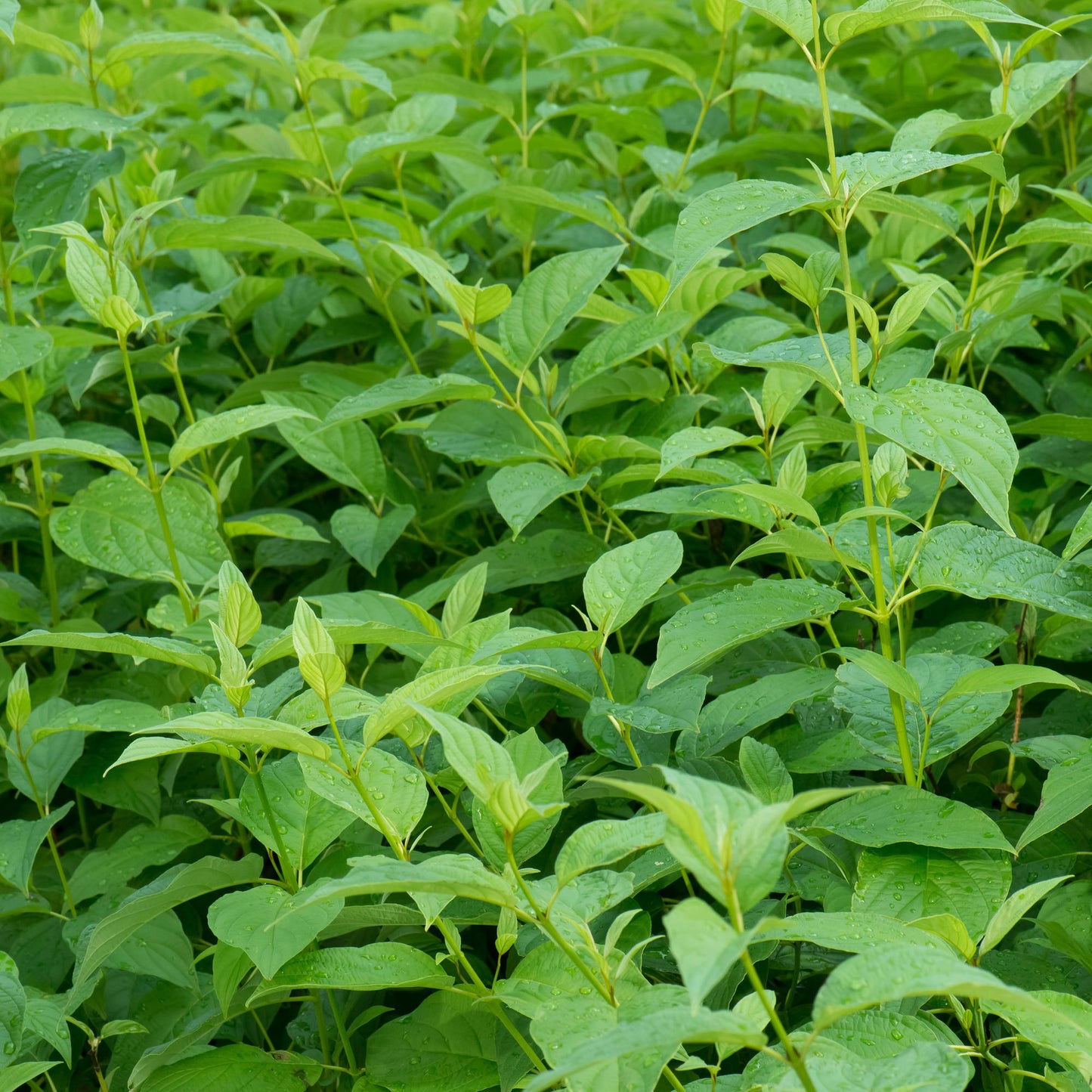 Cornus alba Flaviramea – Zierstrauch mit gelben Zweigen – 17cm – Höhe ca. 45cm – Laubabwerfender Hartriegel – Pflegeleicht & winterhart – Für Garten & Beetgestaltung