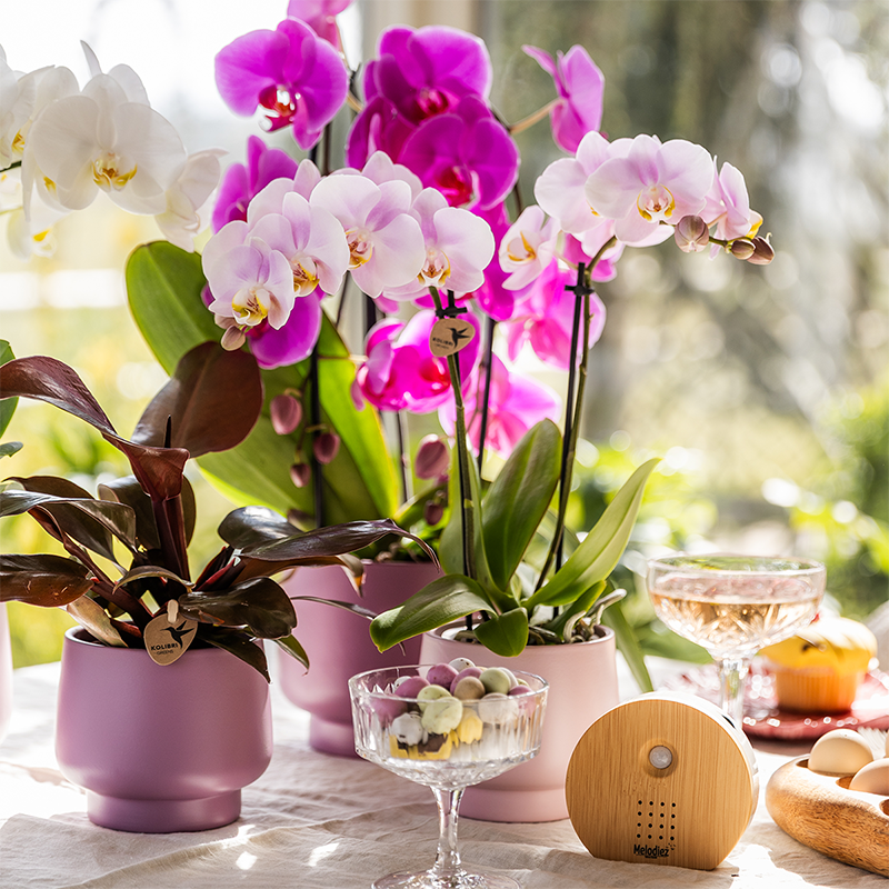 Phalaenopsis Orchideen Portugal – 4 Orchideen –Ø9cm – Rosa blühende Zimmerpflanzen mit gelbem Herz – Elegante Orchideen mit 2–3 Blütenstielen – Frisch vom Züchter