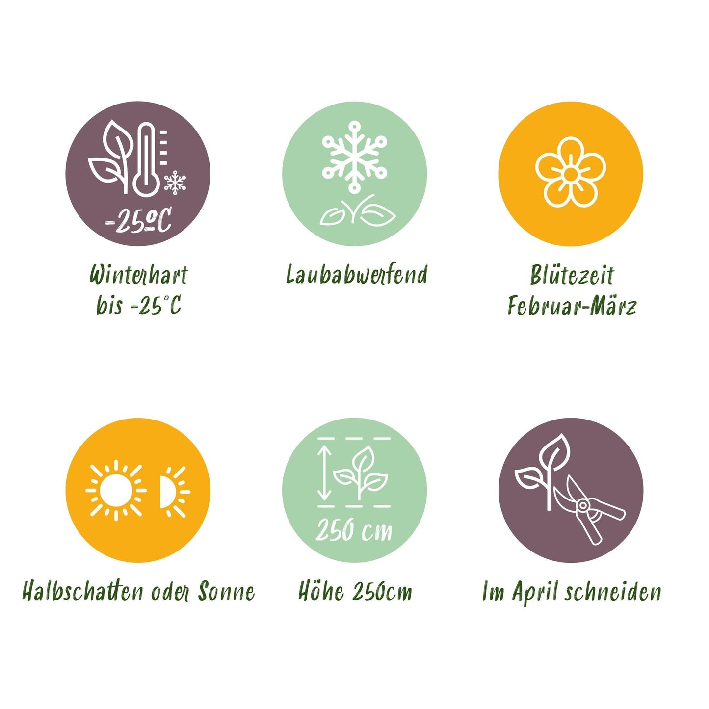 Forsythia intermedia Goldrausch – Zierstrauch mit gelben Blüten – 17cm – Höhe ca. 45cm – Schnellwachsender & pflegeleichter Blütenstrauch – Frosthart für Garten & Hecken