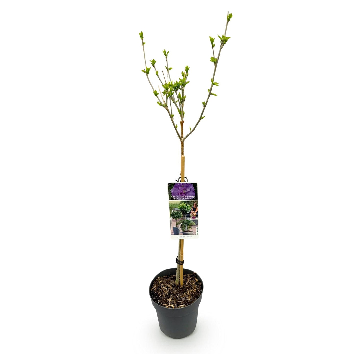 Hibiscus syriacus Lavender Chiffon – Stamm-Pflanze Ø19cm – ca. 90cm hoch – Winterharte Terrassen- & Balkonpflanze – Lila gefüllte Blüten – Pflegeleicht & bienenfreundlich