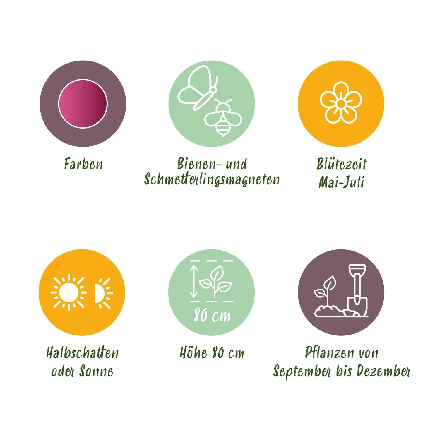 Blumenzwiebeln Allium Sphaerocephalon – 100 Stück – Lila Trommelstöckchen – Für Beet, Balkon & Terrasse – Pflegeleicht & bienenfreundlich