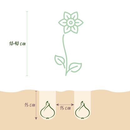 Blumenzwiebeln Bulb Garden Pink Mix – 125 Blumenzwiebeln – Verschiedene Sorten in Rosa – Blumenzwiebel-Mix für Beet, Balkon & Terrasse – Geschenkverpackung