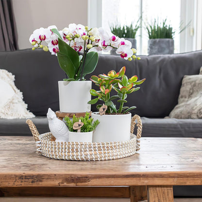 Simplicity Blumentopf Weiß – Ø6cm – Moderner Mini Blumentopf für kleine Pflanzen, Sukkulenten & Kräuter – Stilvoller Pflanztopf für Fensterbank, Büro & Dekoration