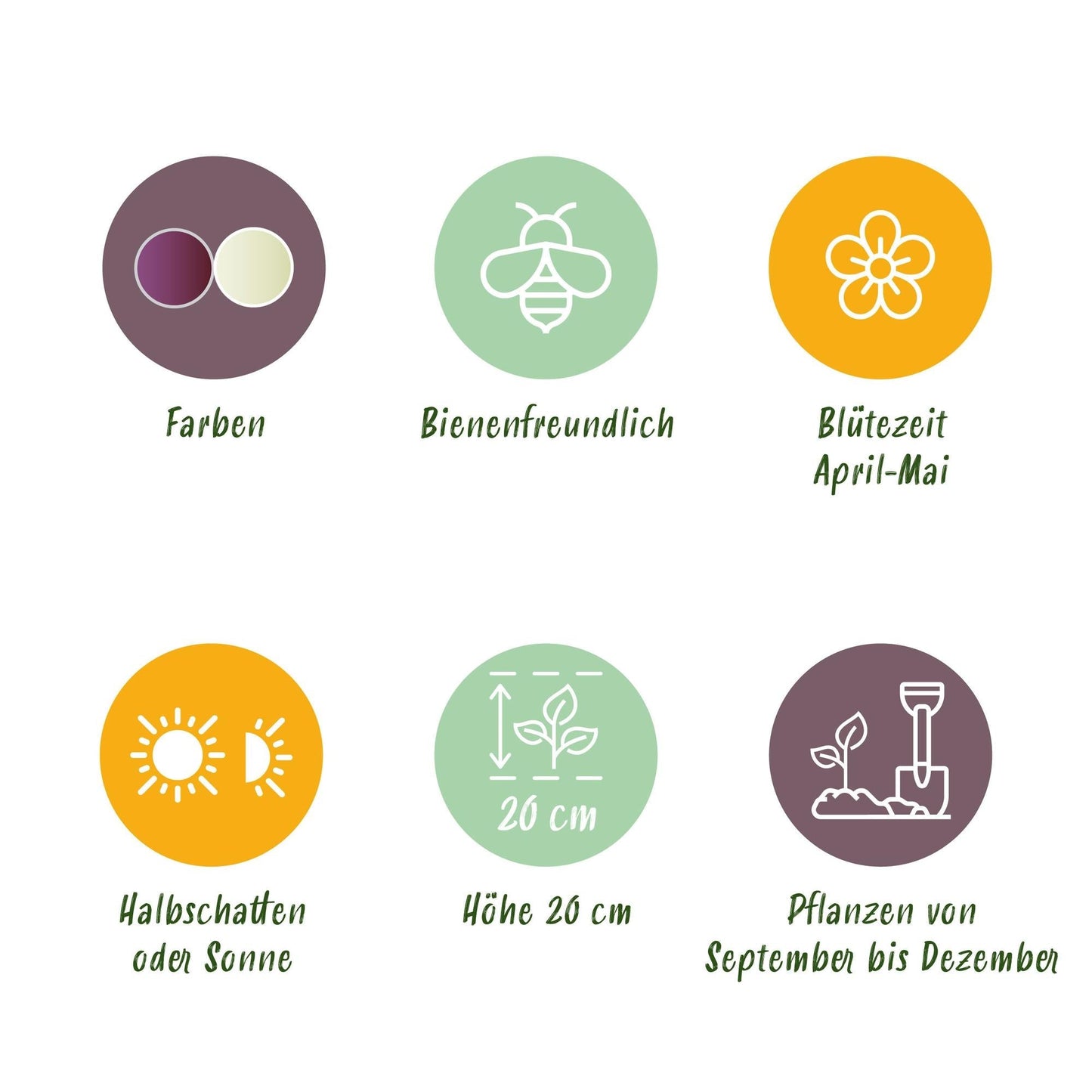 Blumenzwiebeln Fritillaria Meleagris Schachbrettblume Mix – 30 Blumenzwiebeln – Lila & Weiße Kiebitzeier-Blumen – Frühblühende Zwiebeln für Beet, Balkon & Terrasse – Pflegeleicht