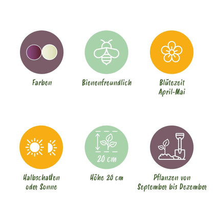 Blumenzwiebeln Fritillaria Meleagris Schachbrettblume Mix – 30 Blumenzwiebeln – Lila & Weiße Kiebitzeier-Blumen – Frühblühende Zwiebeln für Beet, Balkon & Terrasse – Pflegeleicht