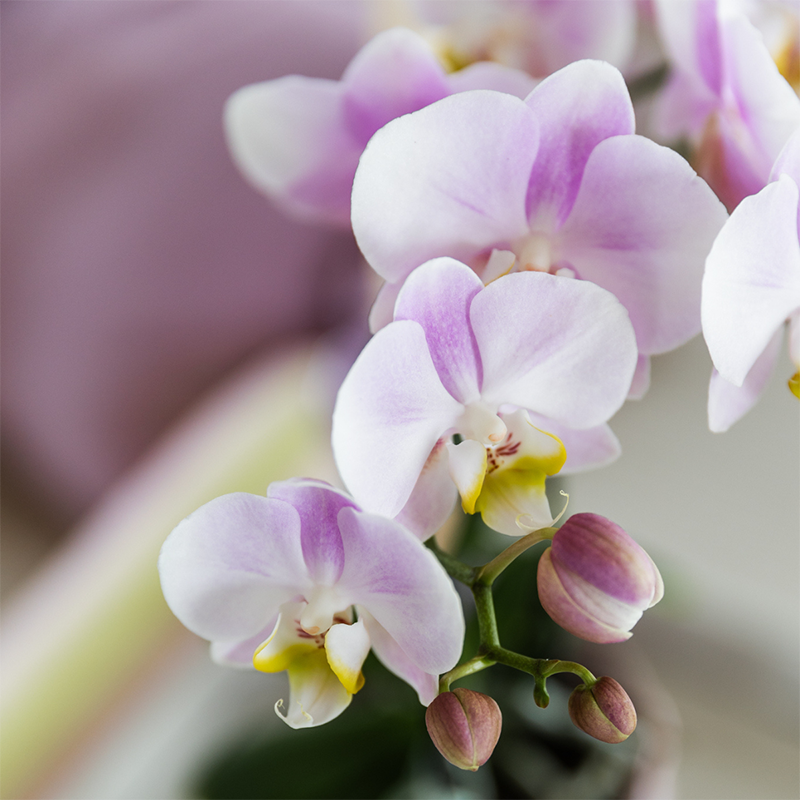Phalaenopsis Orchideen Portugal – 4 Orchideen –Ø9cm – Rosa blühende Zimmerpflanzen mit gelbem Herz – Elegante Orchideen mit 2–3 Blütenstielen – Frisch vom Züchter