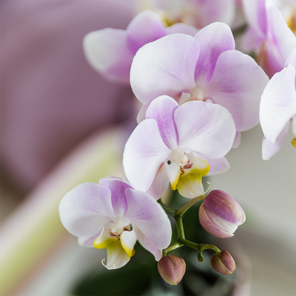 Phalaenopsis Orchideen Portugal – 4 Orchideen –Ø9cm – Rosa blühende Zimmerpflanzen mit gelbem Herz – Elegante Orchideen mit 2–3 Blütenstielen – Frisch vom Züchter