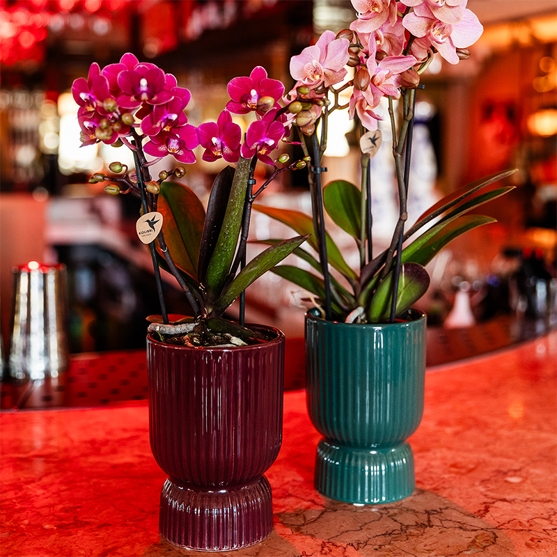 Phalaenopsis Orchidee Chamonix – Ø9cm – Violett/Bordeaux blühende Zimmerpflanze – Kräftige Orchidee mit 2–3 Trieben – Frisch vom Züchter