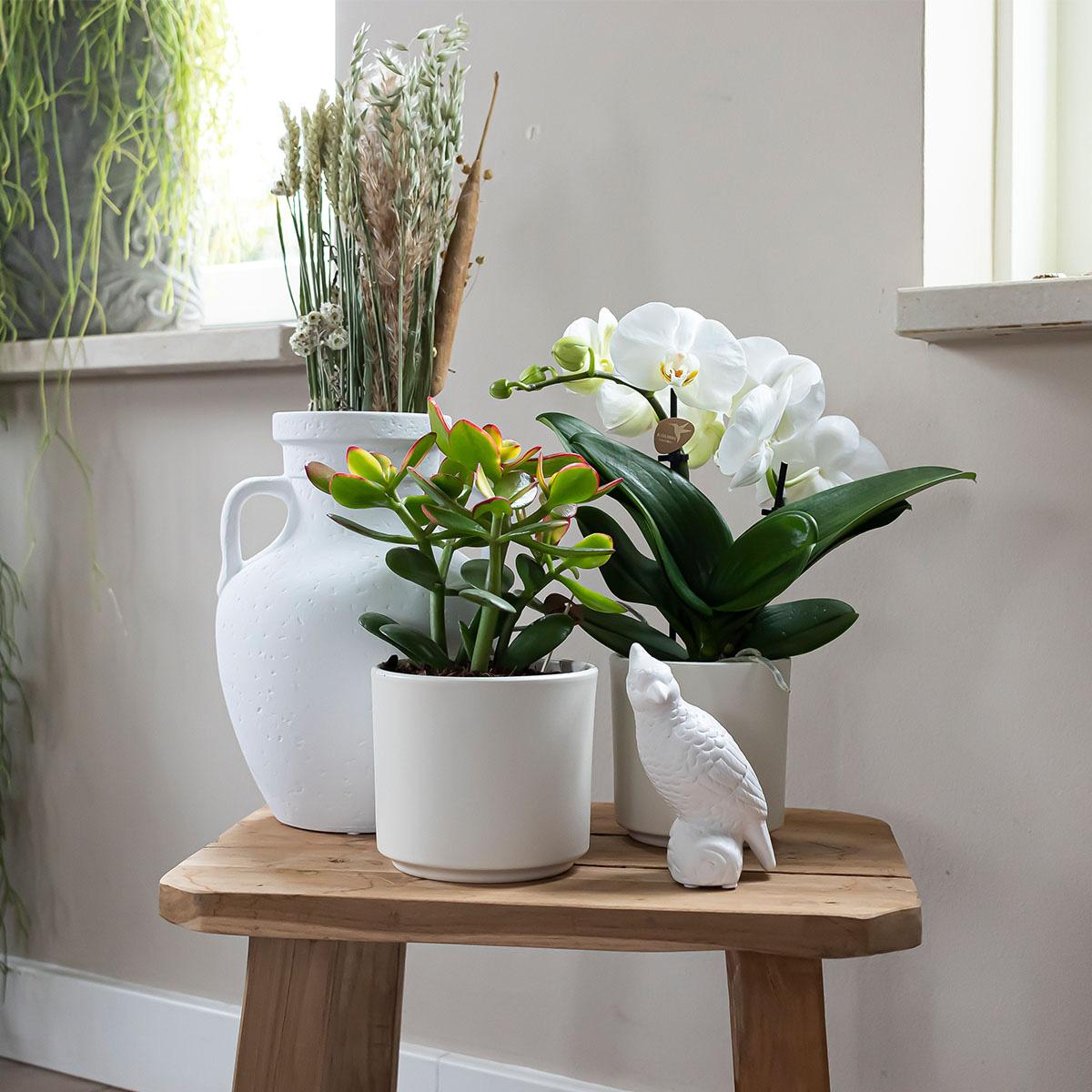 Simplicity Blumentopf Weiß – Ø9cm – Moderner Blumentopf für kleine Zimmerpflanzen, Sukkulenten & Kräuter – Stilvoller Pflanztopf für Fensterbank, Büro & Dekoration