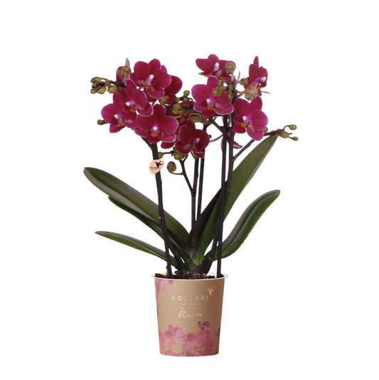 Phalaenopsis Orchidee Chamonix – Ø9cm – Violett/Bordeaux blühende Zimmerpflanze – Kräftige Orchidee mit 2–3 Trieben – Frisch vom Züchter