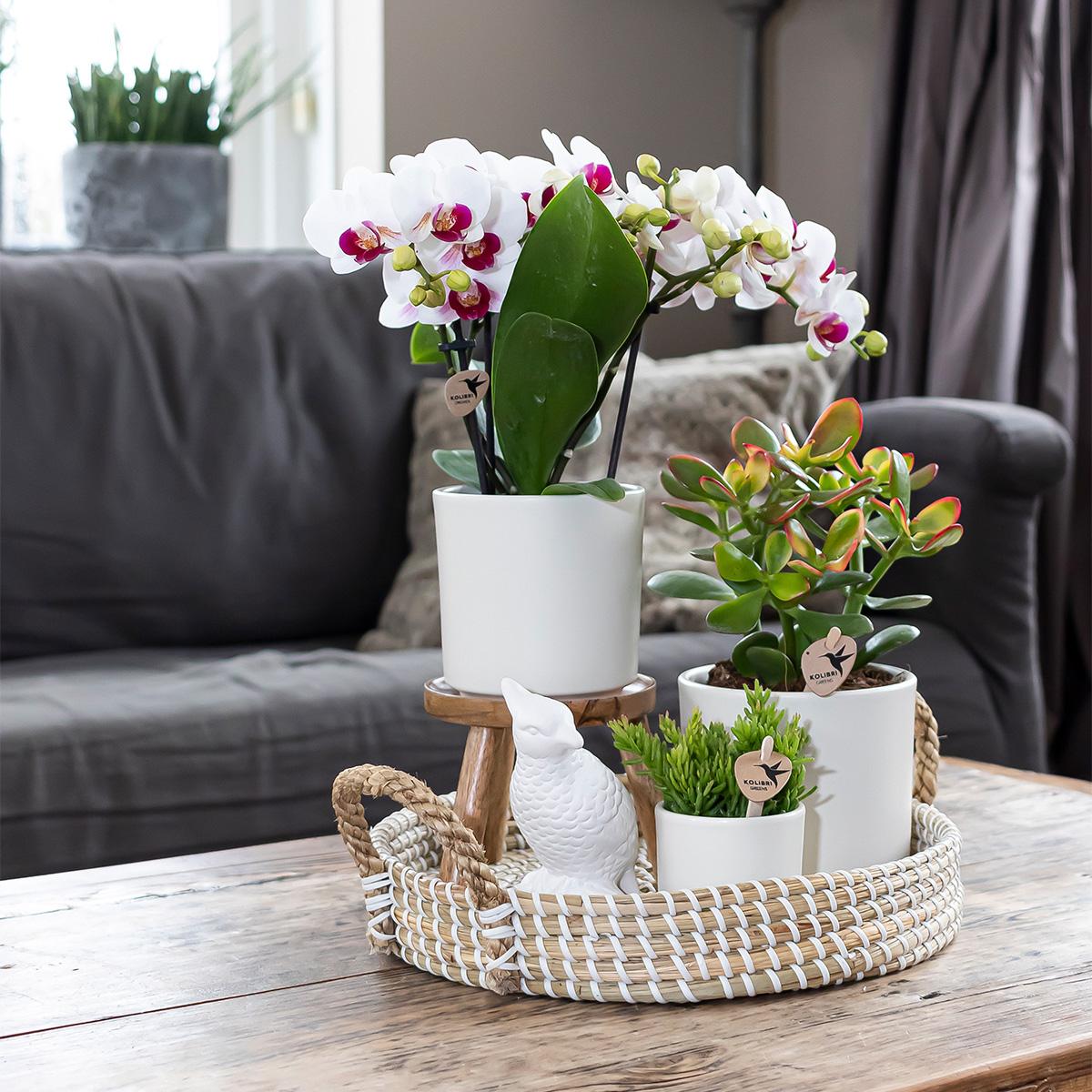 Simplicity Blumentopf Weiß – Ø9cm – Moderner Blumentopf für kleine Zimmerpflanzen, Sukkulenten & Kräuter – Stilvoller Pflanztopf für Fensterbank, Büro & Dekoration