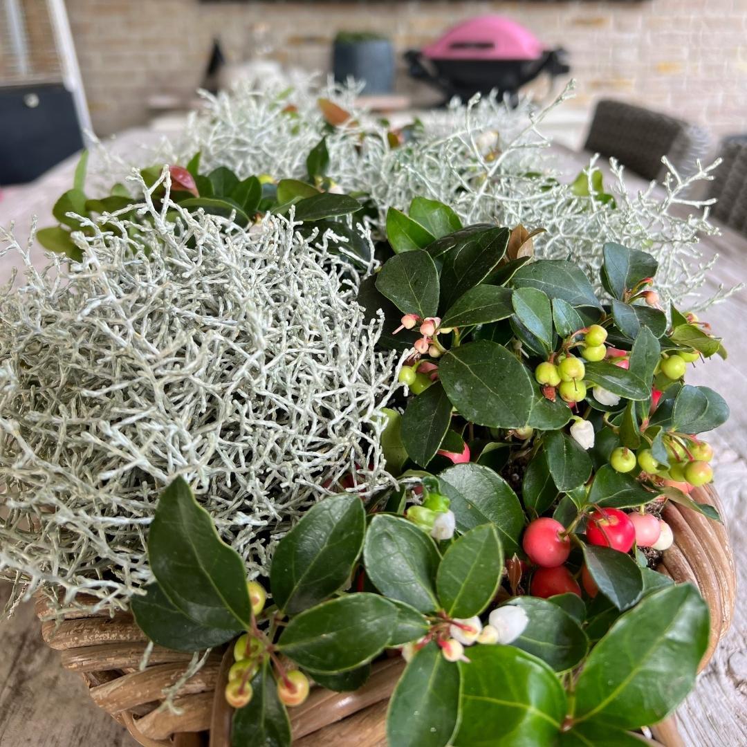 Calocephalus (Gitterkraut) – 6 Pflanzen Ø10cm – Höhe ca. 15cm – Set winterharter Gartenpflanzen in silbergrau – Pflegeleichte Herbst- & Ganzjahrespflanze für Grabbepflanzung, Gartenbeete & Kübel