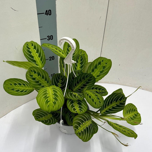 Maranta Leuconeura 'Fascinator' Lemon Lime – Zimmerpflanze im Hängetopf Ø15cm – Höhe ca. 40cm – Luftreinigende Hängepflanze mit dekorativem Blattmuster