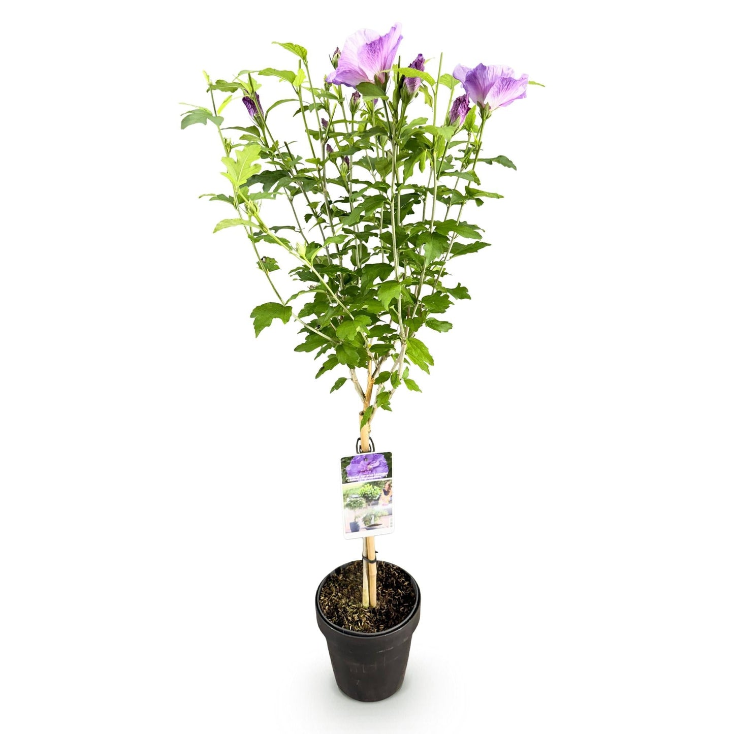 Hibiscus syriacus Lavender Chiffon – Stamm-Pflanze Ø19cm – ca. 90cm hoch – Winterharte Terrassen- & Balkonpflanze – Lila gefüllte Blüten – Pflegeleicht & bienenfreundlich