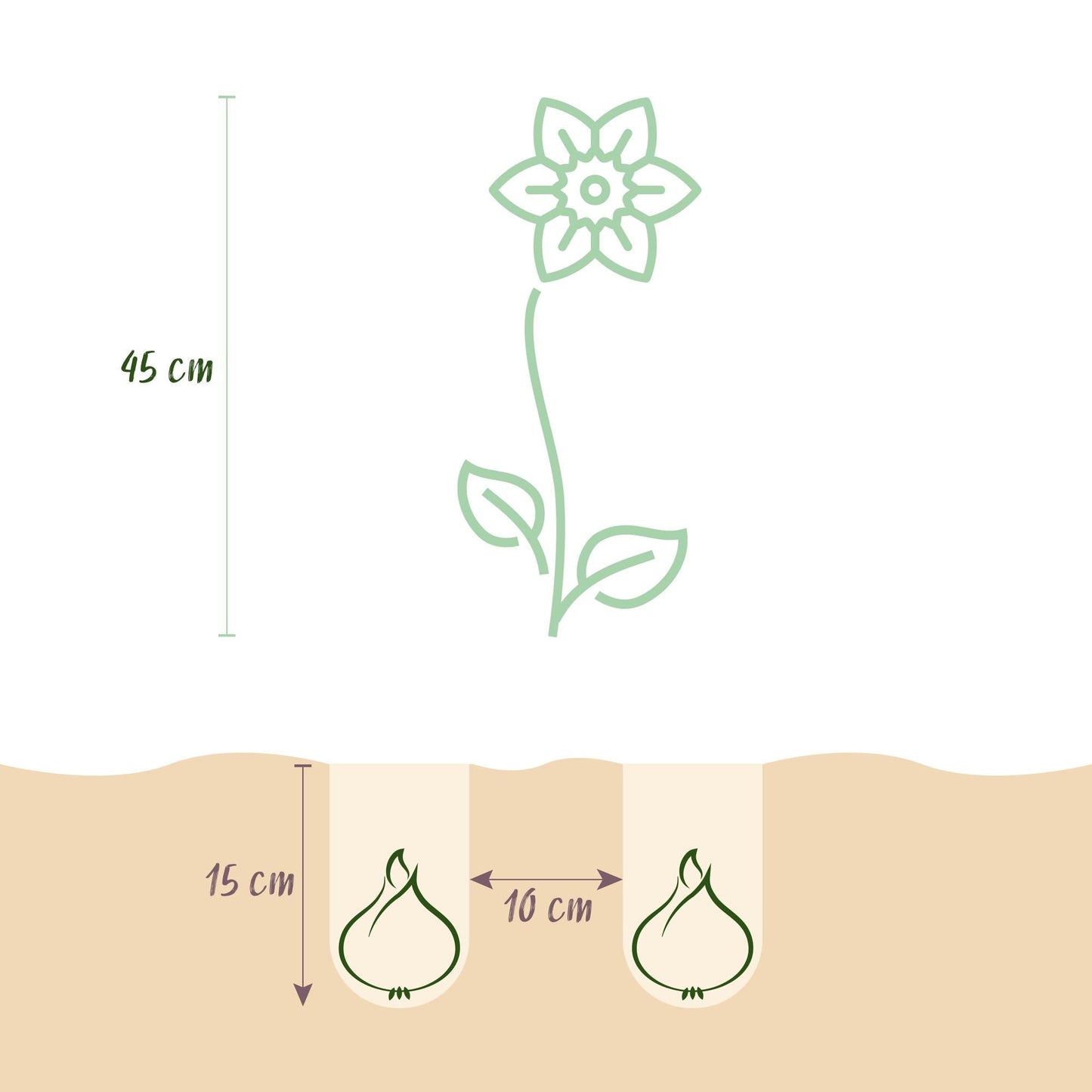 Blumenzwiebeln Narzisse Tete-à-Tete – Gelb – 25 Stück – Zwiebelgröße 10/11 – Mini-Narzissen bis 30cm – Duftende Frühjahrsblüher für Garten, Balkon & Terrasse