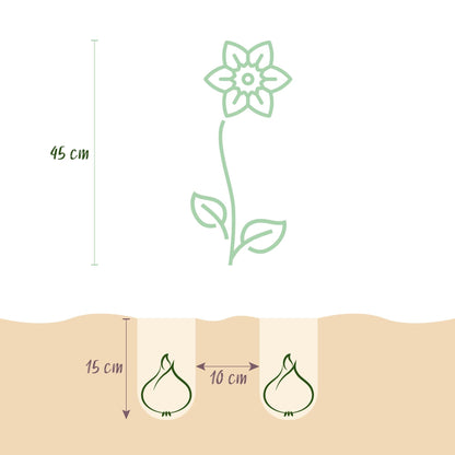 Blumenzwiebeln Narzisse Tete-à-Tete – Gelb – 25 Stück – Zwiebelgröße 10/11 – Mini-Narzissen bis 30cm – Duftende Frühjahrsblüher für Garten, Balkon & Terrasse