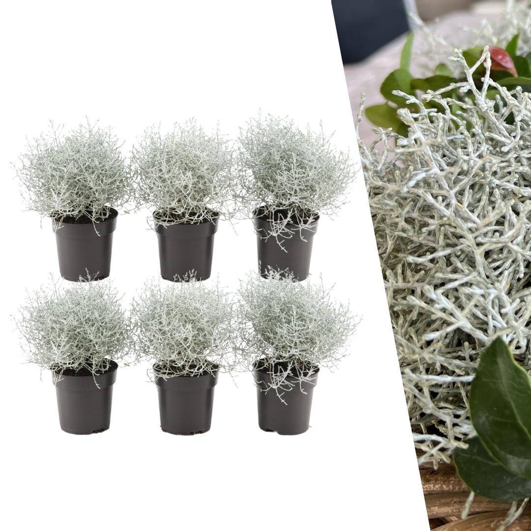 Calocephalus (Gitterkraut) – 6 Pflanzen Ø10cm – Höhe ca. 15cm – Set winterharter Gartenpflanzen in silbergrau – Pflegeleichte Herbst- & Ganzjahrespflanze für Grabbepflanzung, Gartenbeete & Kübel