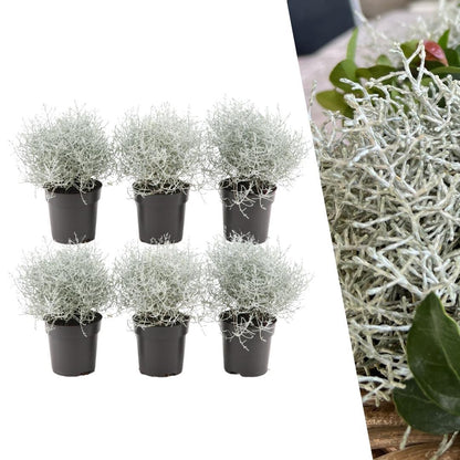 Calocephalus (Gitterkraut) – 6 Pflanzen Ø10cm – Höhe ca. 15cm – Set winterharter Gartenpflanzen in silbergrau – Pflegeleichte Herbst- & Ganzjahrespflanze für Grabbepflanzung, Gartenbeete & Kübel