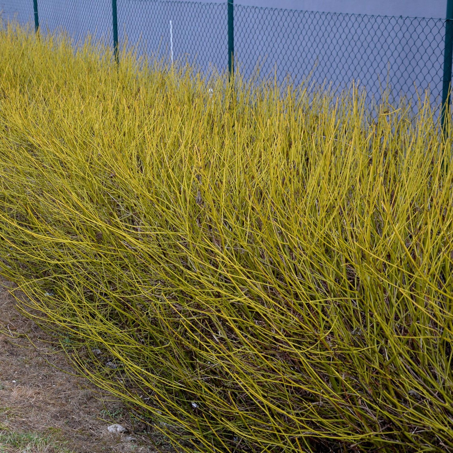 Cornus alba Flaviramea – Zierstrauch mit gelben Zweigen – 17cm – Höhe ca. 45cm – Laubabwerfender Hartriegel – Pflegeleicht & winterhart – Für Garten & Beetgestaltung