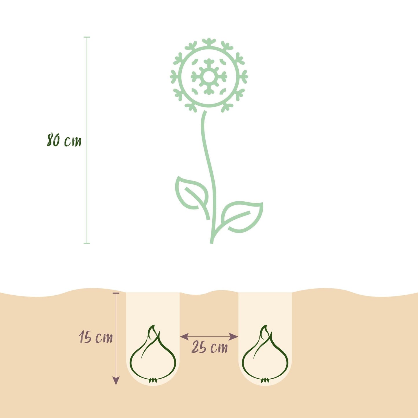 Blumenzwiebeln Allium Sphaerocephalon – 100 Stück – Lila Trommelstöckchen – Für Beet, Balkon & Terrasse – Pflegeleicht & bienenfreundlich