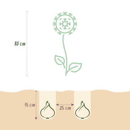 Blumenzwiebeln Allium Sphaerocephalon – 100 Stück – Lila Trommelstöckchen – Für Beet, Balkon & Terrasse – Pflegeleicht & bienenfreundlich