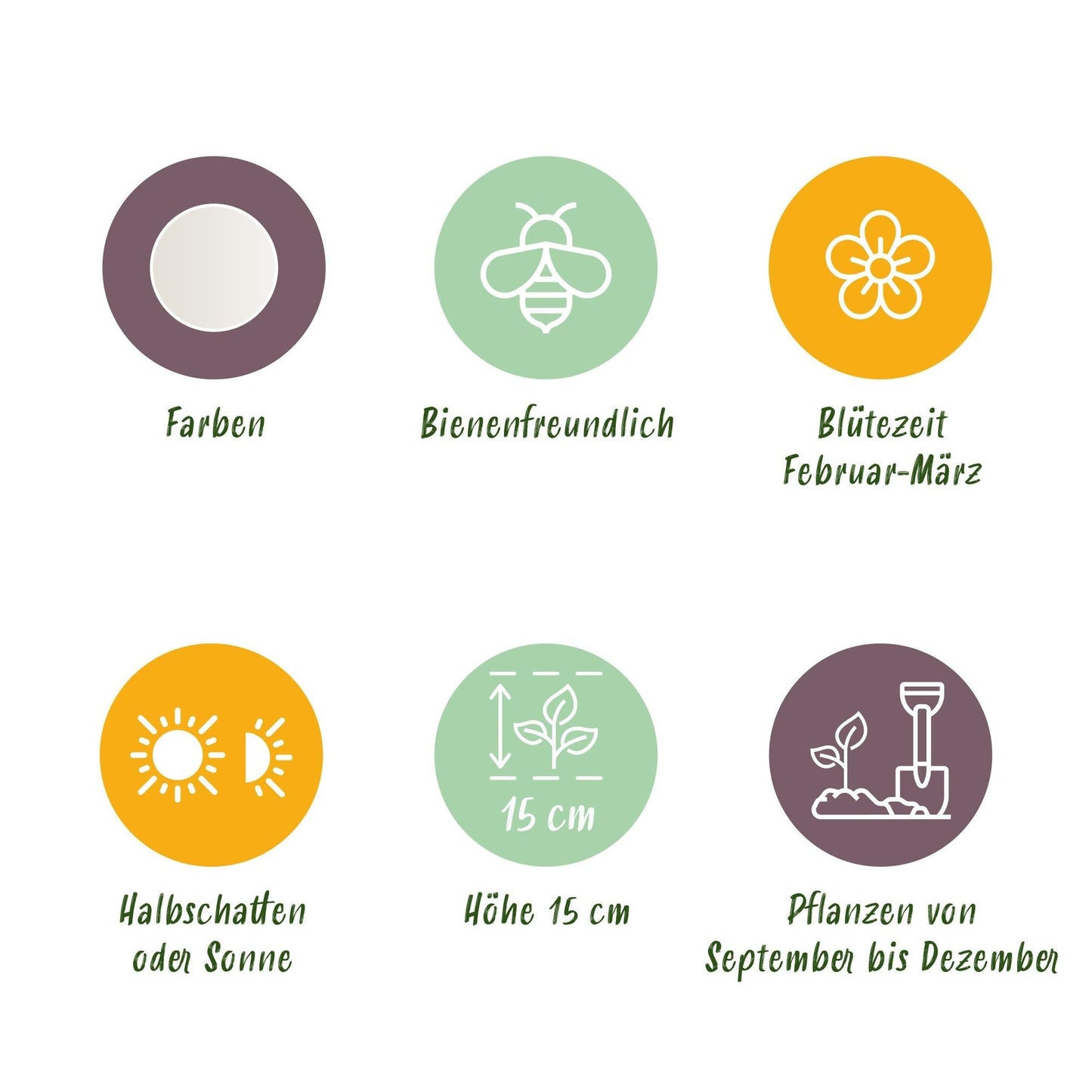 Blumenzwiebeln Galanthus Elwesii – 25 Blumenzwiebeln – Weiße Schneeglöckchen – Frühblüher für Beet, Balkon & Terrasse – Pflegeleicht