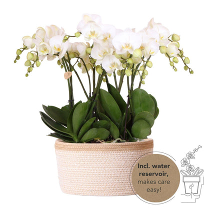 Orchideen Set Weiß im Baumwollkorb mit Wassertank – 3 Phalaenopsis Orchidee 12cm + Rhipsalis & Tillandsie – Deko Orchideen Arrangement mit integriertem Bewässerungssystem