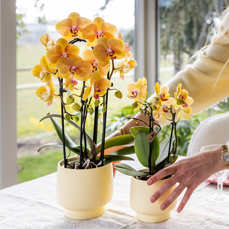 Phalaenopsis Orchidee Sunny Bunny – Ø12cm – Gelb-Rosa blühende Zimmerpflanze – Niagara Fall Kollektion – Blühende Orchidee frisch vom Züchter