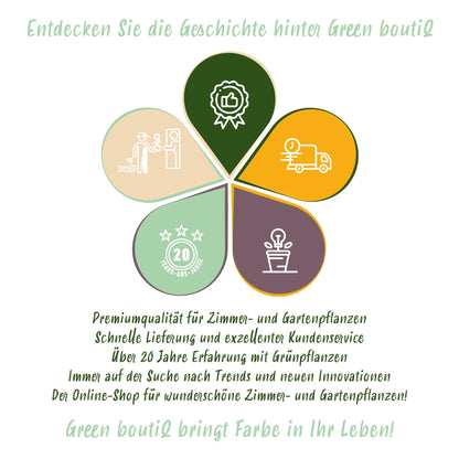 Blumenzwiebeln Narcissus Carlton – Gelb – 15 Stück – Zwiebelgröße 12/14 – Großblütige Narzissen für Garten, Balkon & Terrasse – Pflegeleicht & winterhart