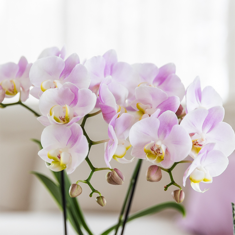 Phalaenopsis Orchideen Portugal – 4 Orchideen –Ø9cm – Rosa blühende Zimmerpflanzen mit gelbem Herz – Elegante Orchideen mit 2–3 Blütenstielen – Frisch vom Züchter