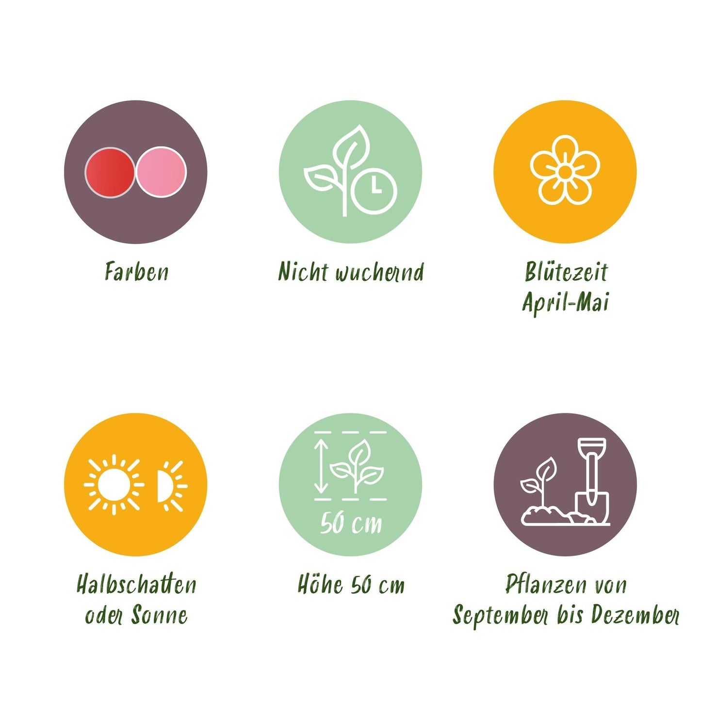 Blumenzwiebeln Tulpe Pink & Red – 40 Blumenzwiebeln – Zweifarbige Tulpen in Rosa & Rot – Frühjahrsblüher für Beet, Balkon & Terrasse – Pflegeleicht