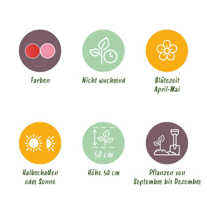 Blumenzwiebeln Tulpe Pink & Red – 40 Blumenzwiebeln – Zweifarbige Tulpen in Rosa & Rot – Frühjahrsblüher für Beet, Balkon & Terrasse – Pflegeleicht