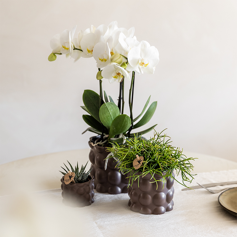 Pflanzenset Cotton Braun – Weiße Phalaenopsis Orchidee Ghent & 2 Sukkulenten – Keramische Übertöpfe Ø6, Ø9 & Ø12cm – Elegantes Pflanzenset für Zuhause