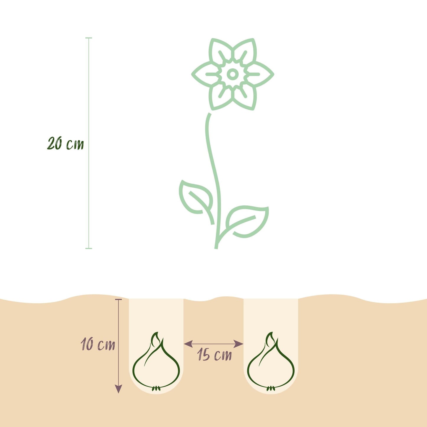 Blumenzwiebeln Narzisse Tete-à-Tete – 50 Blumenzwiebeln – Gelb blühende Zwergnarzissen – Frühblühende Blumenzwiebeln für Garten, Balkon & Terrasse