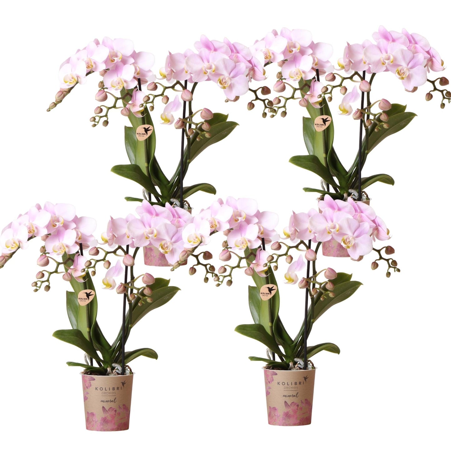 Phalaenopsis Orchideen Portugal – 4 Orchideen – Ø9cm – Rosa blühende Zimmerpflanzen mit gelbem Herz – Elegante Orchideen frisch vom Züchter – Mit 2–3 Blütenstielen