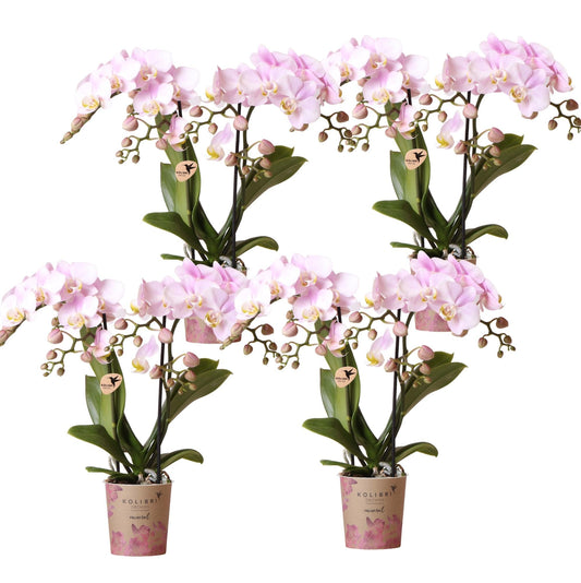 Phalaenopsis Orchideen Portugal – 4 Orchideen – Ø9cm – Rosa blühende Zimmerpflanzen mit gelbem Herz – Elegante Orchideen frisch vom Züchter – Mit 2–3 Blütenstielen