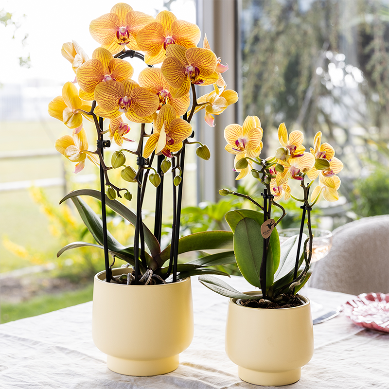 Phalaenopsis Orchidee Sunny Bunny – Ø12cm – Gelb-Rosa blühende Zimmerpflanze – Niagara Fall Kollektion – Blühende Orchidee frisch vom Züchter