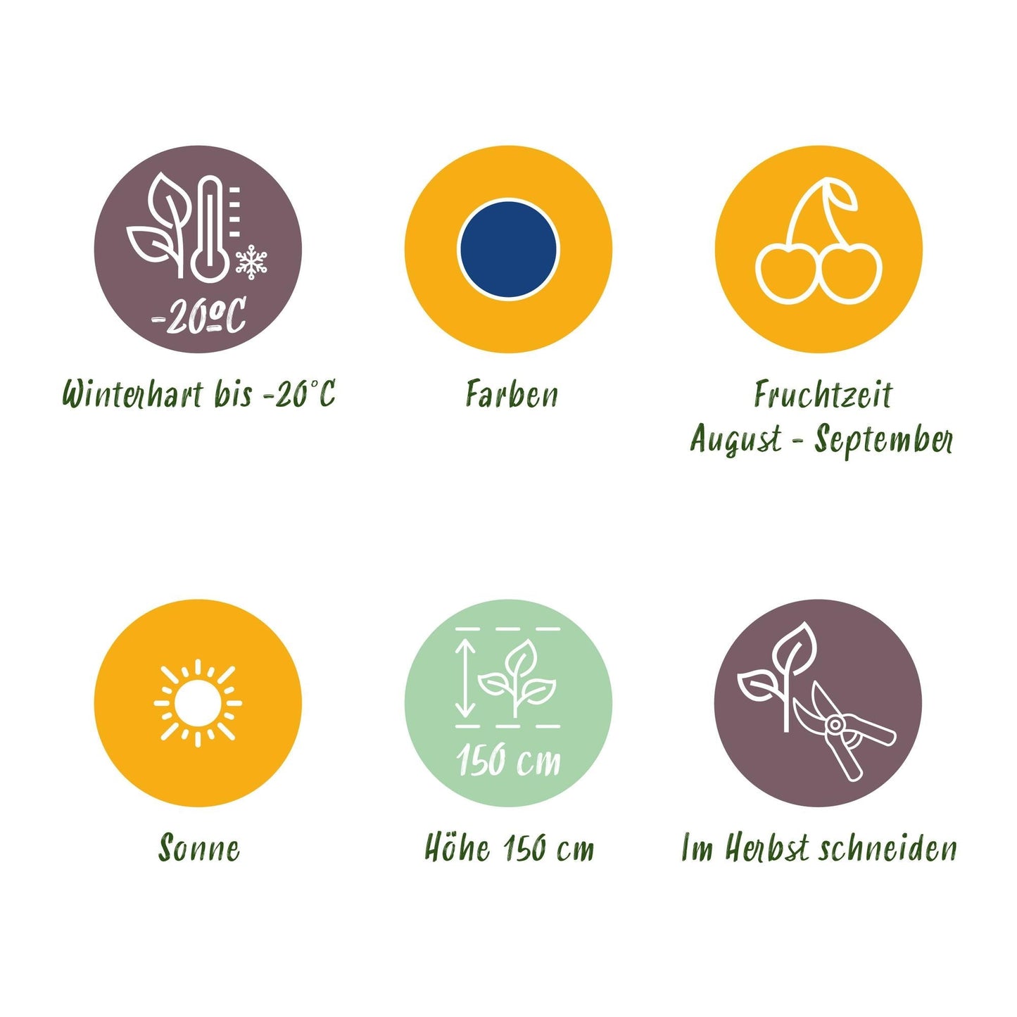 Blaubeere Early Black – Vaccinium macrophylla – Winterharte Obstpflanze – 3 Pflanzen 9cm – Dunkelrote Früchte – Für Beet & Balkon