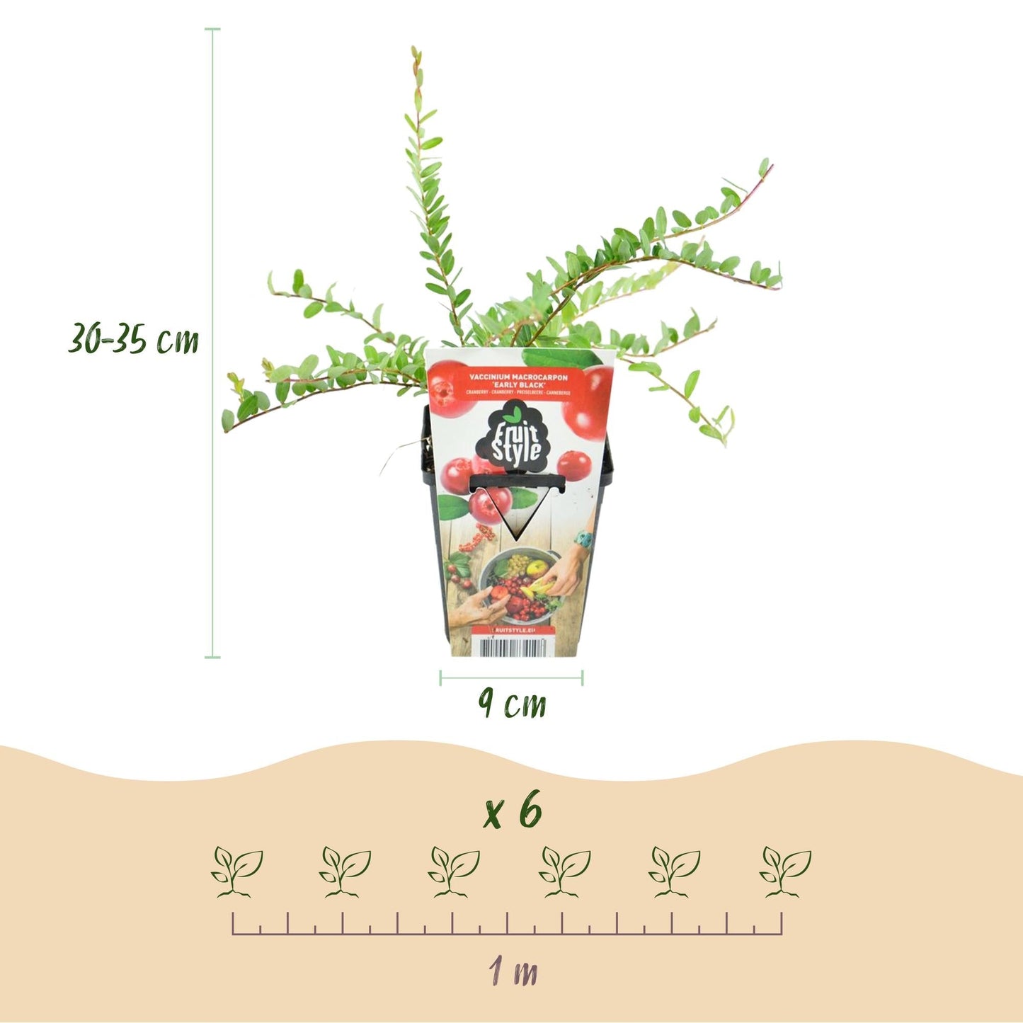 Blaubeere Early Black – Vaccinium macrophylla – Winterharte Obstpflanze – 3 Pflanzen 9cm – Dunkelrote Früchte – Für Beet & Balkon