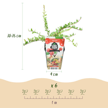 Blaubeere Early Black – Vaccinium macrophylla – Winterharte Obstpflanze – 3 Pflanzen 9cm – Dunkelrote Früchte – Für Beet & Balkon