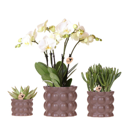 Pflanzenset Cotton Braun – Weiße Phalaenopsis Orchidee Ghent & 2 Sukkulenten – Keramische Übertöpfe Ø6, Ø9 & Ø12cm – Elegantes Pflanzenset für Zuhause