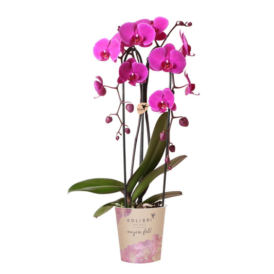 Phalaenopsis Orchidee Freeride – Ø12cm – Violett/Lila-rosa blühende Zimmerpflanze – Niagara Fall Kollektion – Blühende Orchidee frisch vom Züchter