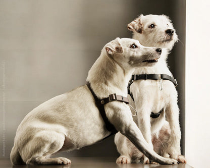 Anti-Stress-Geschirr STURMFREI®, Größe XXS